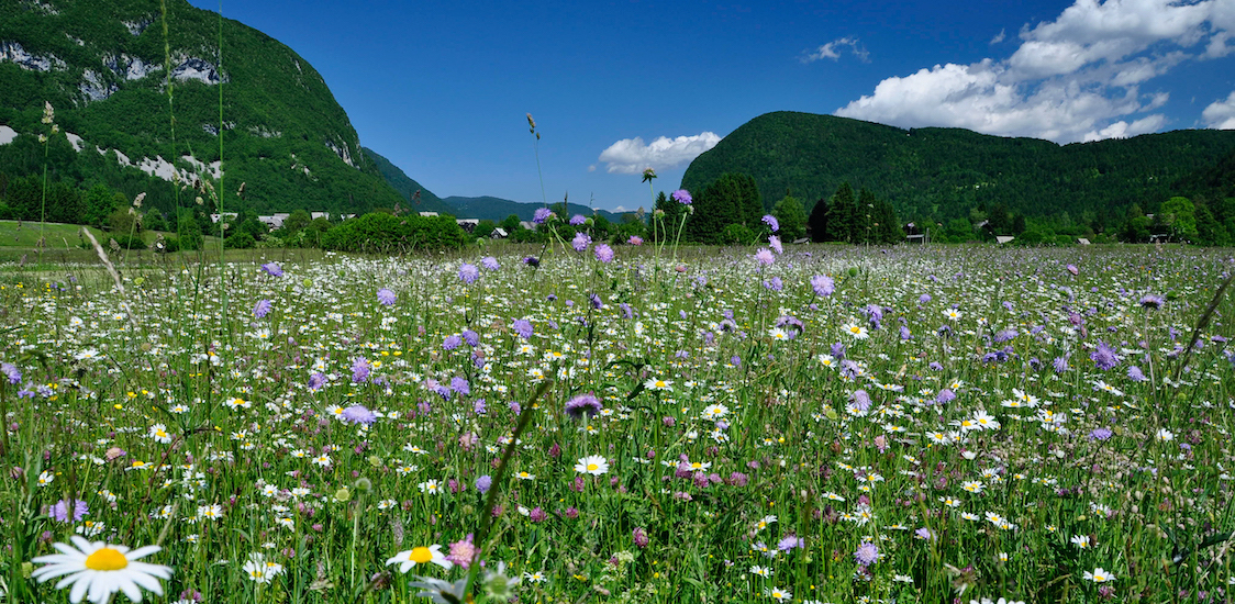 Slovenië